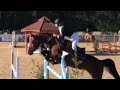 equestrian tiktok compilation / part 9