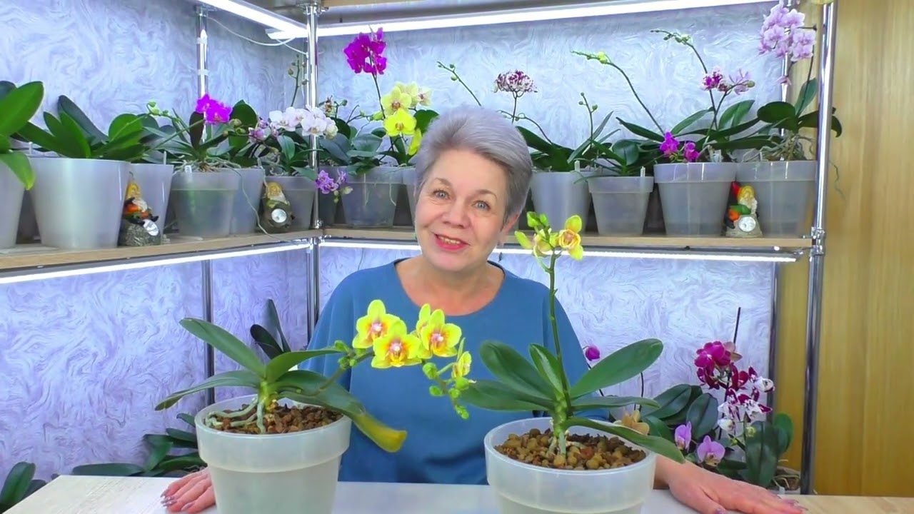 Почему одинаковые орхидеи фаленопсис цветут по разному?