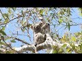 Understanding Biomes and Ecosystems in Australia