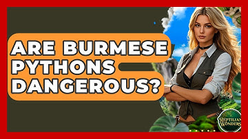 Are Burmese Pythons Dangerous? - Reptilian Wonders
