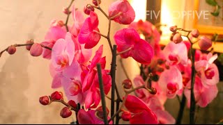 Floristería  y arte floral en Madrid | Fransen et Lafite