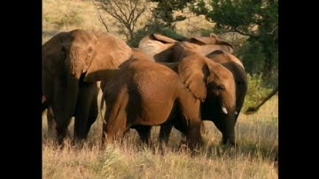 『サバンナ』　予告編