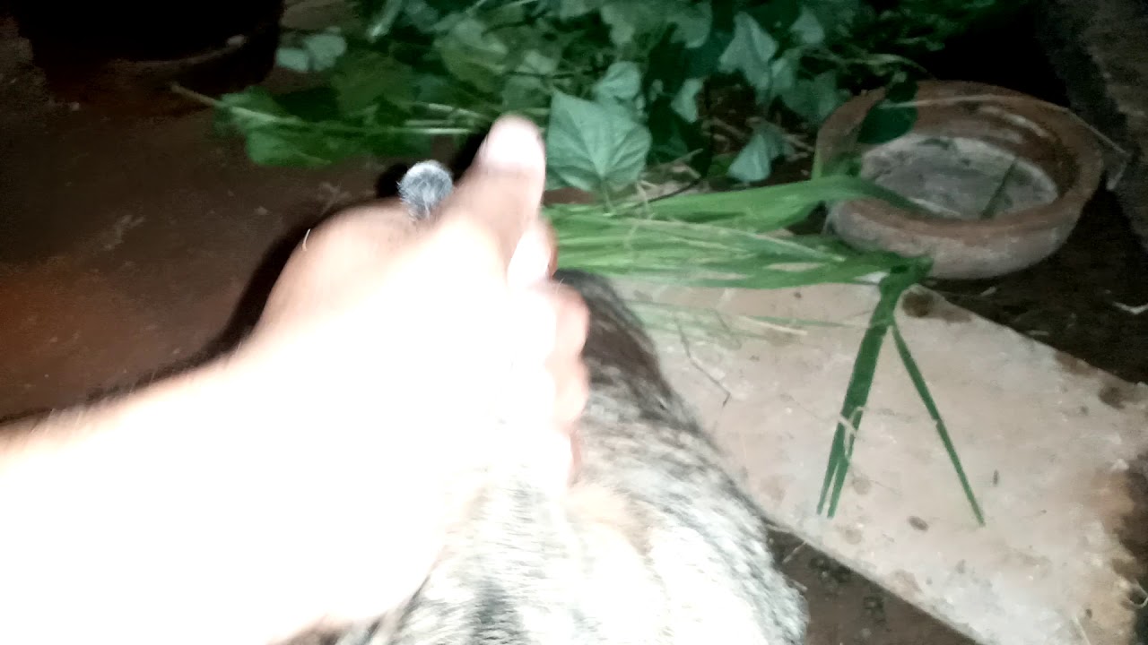 sri lanka breeding rabbits cage systam YouTube