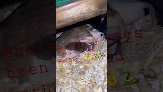 Celebrity Rat 🐀 breeding #subscribe #livefeeding #python #breeding #snake #ballpython Wealth