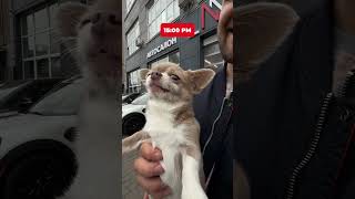 Собака Купує Машину