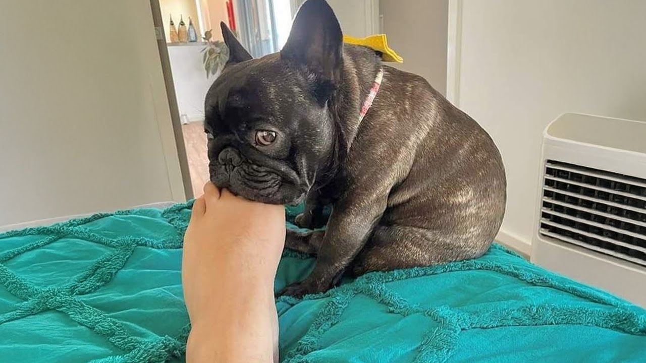 French Bulldogs are the FUNNIEST DOGS in the World 🐶