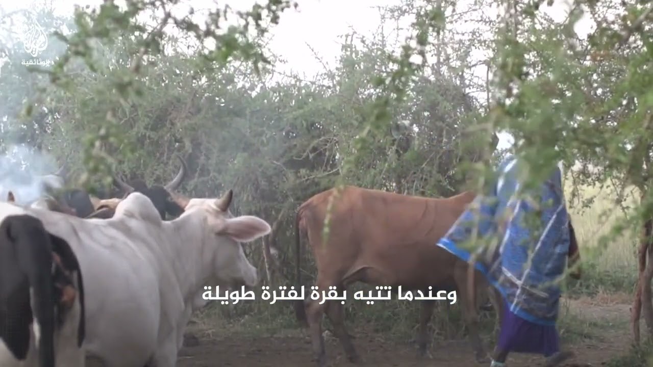الأبقار.. الشريك التقليدي لشعب الماساي في شرق أفريقيا