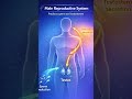 The Reproductive System: An Overview