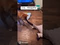 赤ちゃんを子守する柴犬 #shorts