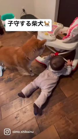 赤ちゃんを子守する柴犬 #shorts