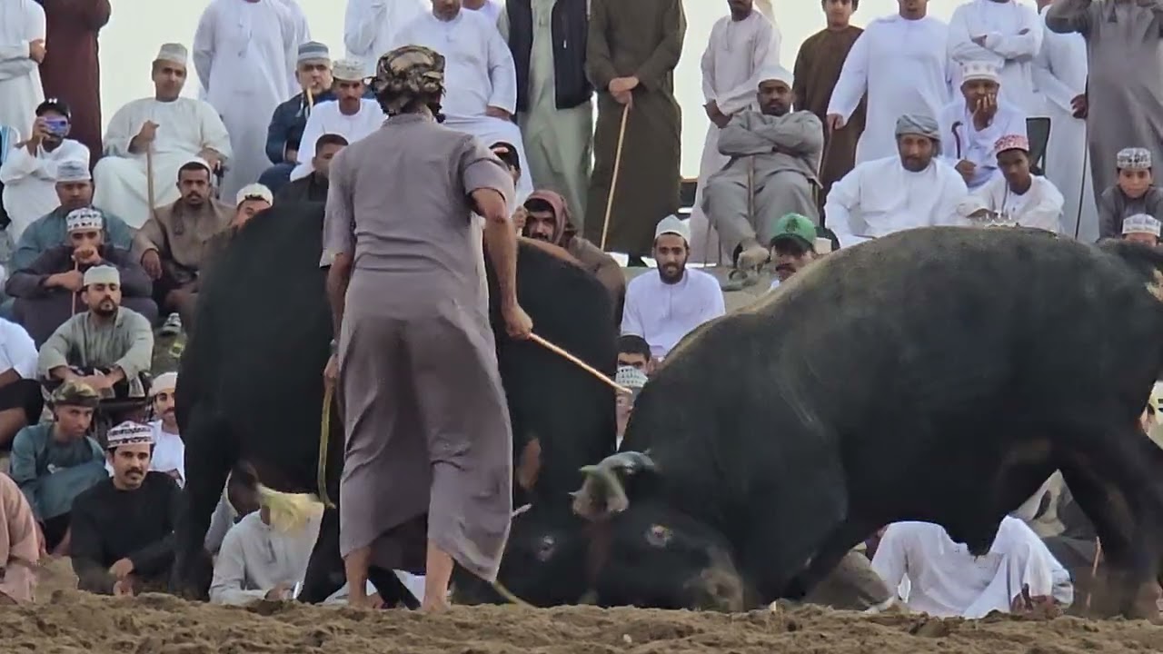 الشبابي بركاء والسبابي لواء( بركاء