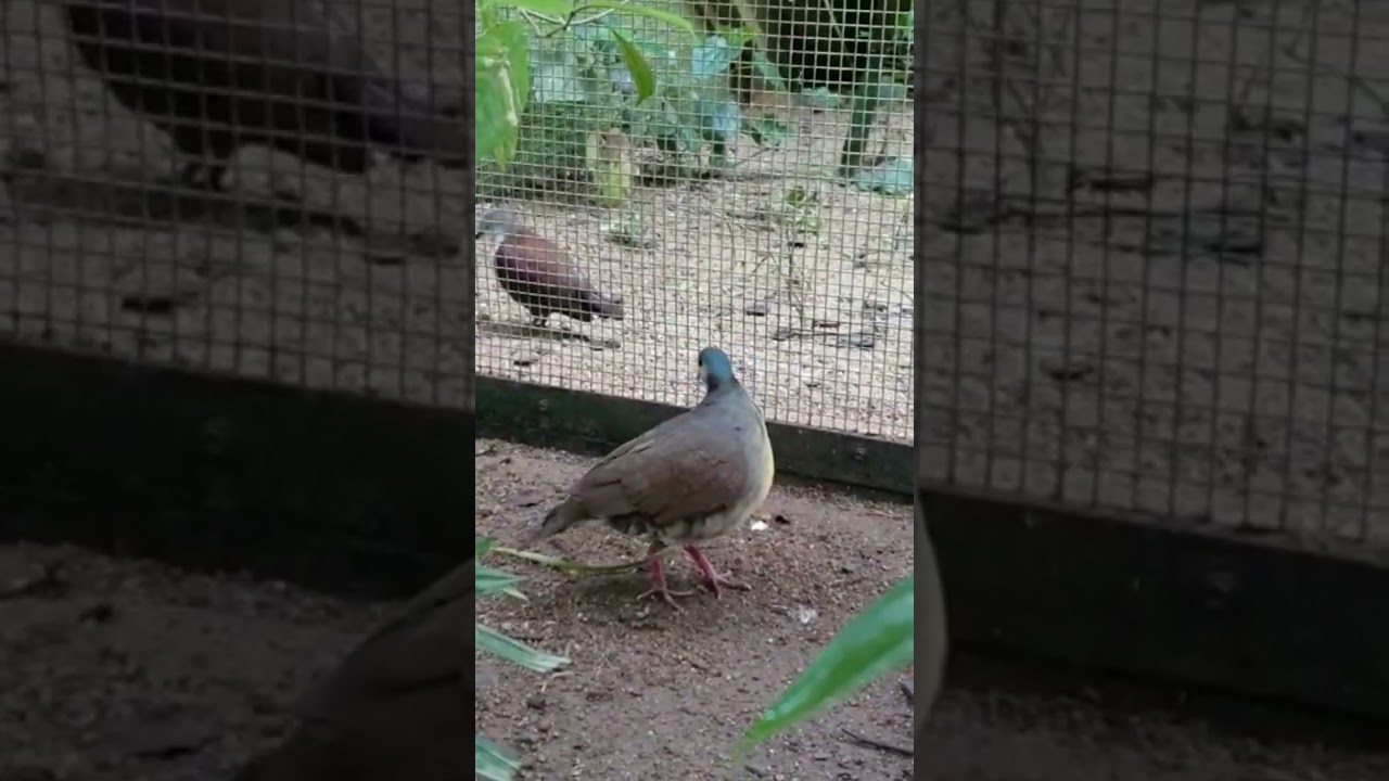 Sulwesi ground dove 