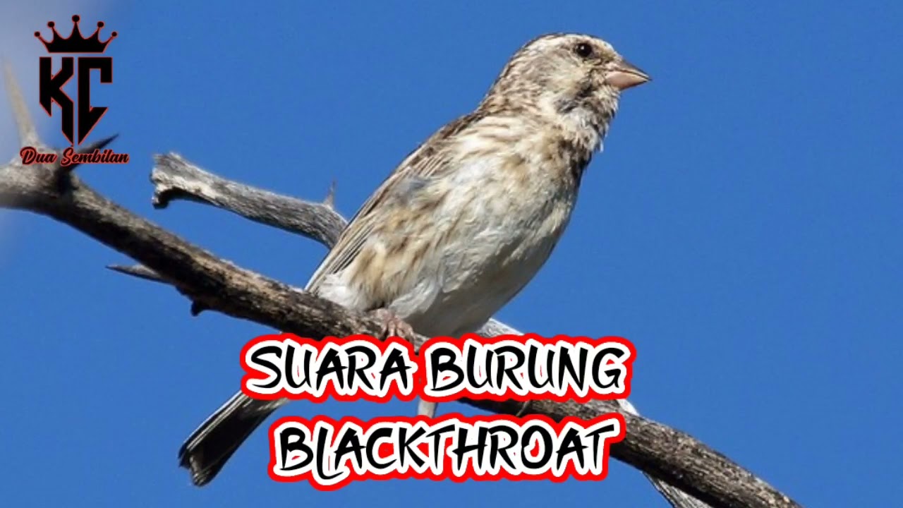Masteran Suara Burung Blackthroat Ngerol Durasi Panjang