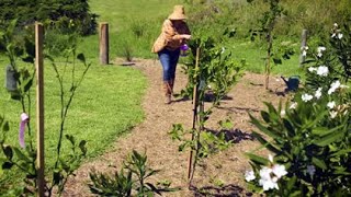 Famous The Garden Gurus - Citrus Fruit, Mulberry, Cherry Guava. Wealth