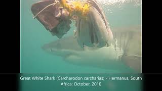 Great White Shark (Carcharodon carcharias) - Hermanus, South Africa: October 2010 I urge you to watch this video in conjunction with one of the first videos I ever posted on this channel, in which this Great White caused a few pulses to race as it appeared to attack our cage.

https://www.youtube.com/watch?v=S4EEiMCVrwY

While the public image of Great White Sharks is inevitably shaped by Jaws and the dramatic reports of occasional attacks on humans, the truth about these amazing creatures is far less scary and far more interesting.

These apex predators, the largest predatory fish on earth, predate the dinosaurs and are known to go back at least 400 million years, For that alone they deserve respect.

Unborn Sharks are already predators, feeding on unfertilised eggs and weaker siblings, ensuring the only the strongest  survive until birth.

As soon as they emerge, approx. 1.5metres in length, the Pups swim away from their mothers and are independent of them. Swimming away is advisable because the mother may well consider a new born as prey.

They start to hunt fish and small marine mammal