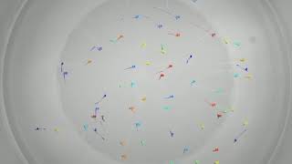 60 30dpf zebrafish tracked with idtracker.ai (3)
