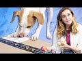 Dogs Unbox Amazon's Best-Selling Dog Toys Dogs Unbox Amazon's Best-Selling Dog Toys