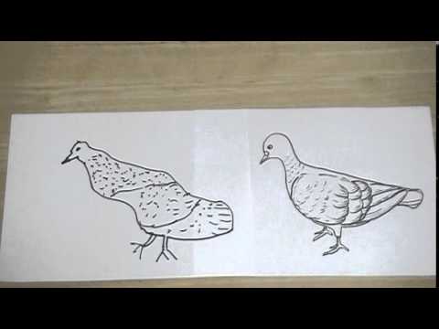 ハトの絵の書き方と方法とコツ Tips And Methods How To Write Picture Of Pigeons Youtube