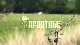 grassland with horses at the background new screenshot 4