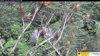 JC Nest cam2 JC24 Sports Heraldic Pose!!! 🤩 2024 05 18