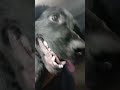 Vida de pet