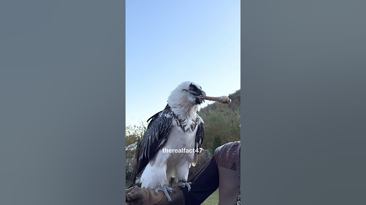 How Vulture Swallows Big Bone Whole