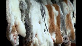 Cómo conservar la piel de conejo con fines de comercialización | Noticias Caracol screenshot 1
