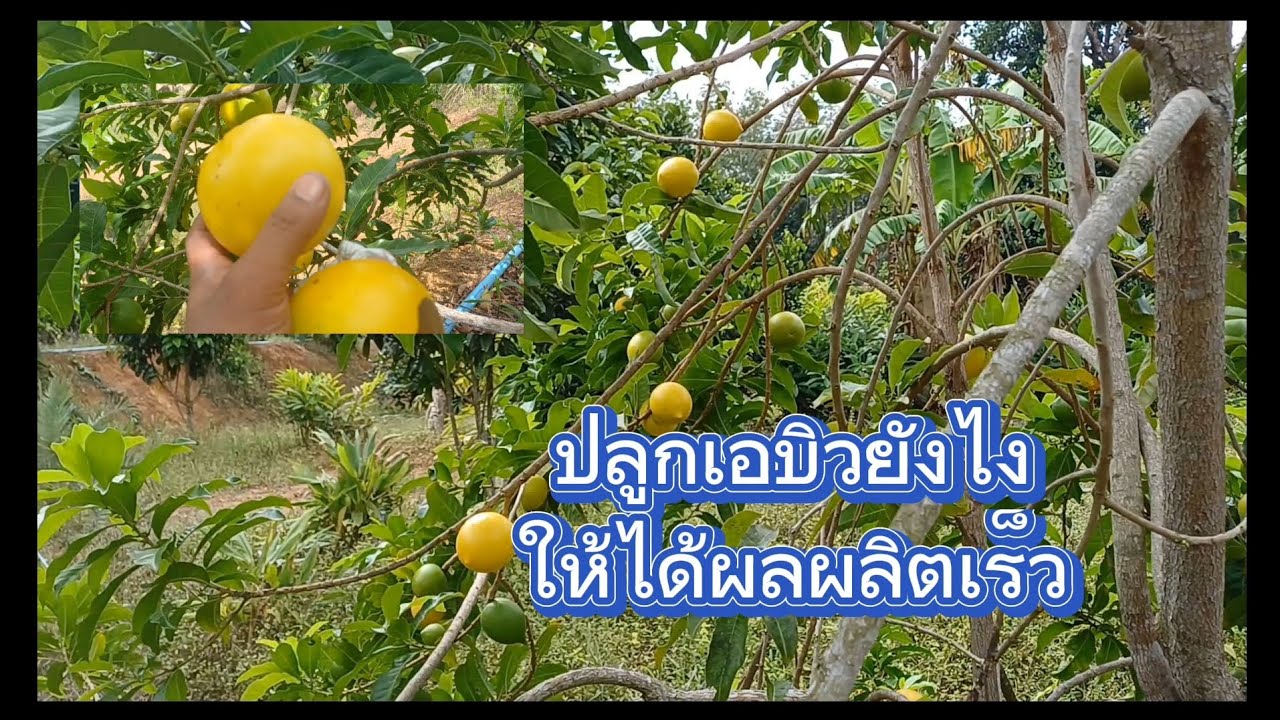 ปลูกเอบิวยังไงให้ติดผลเร็ว