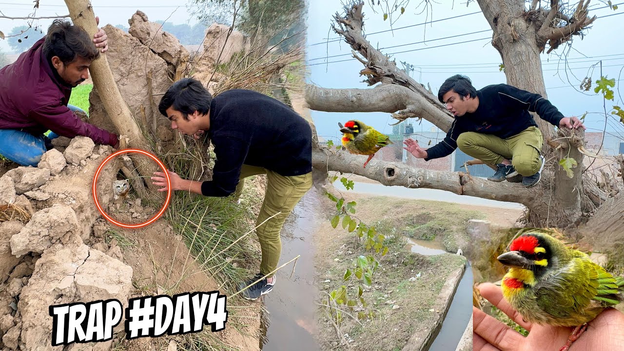 Nayab Birds Pakar Liya 🥳 Trap Day #4