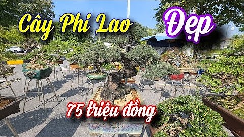 SH.11192. Cây Phi Lao lên tiểu cảnh thả nước thì quá đẹp. 