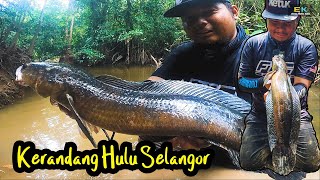 KERANDANG Hulu Selangor -  Toman Bunga