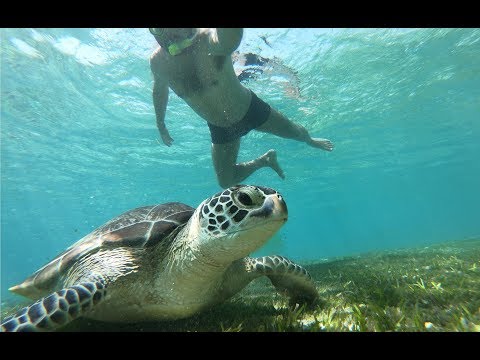 Vídeo: Afundar Ou Nadar: As Tartarugas Podem Nadar?