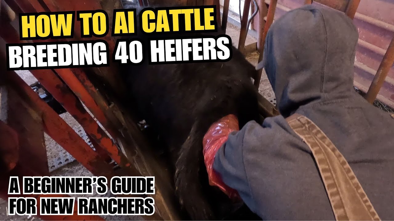 How To AI Cattle | Artificial Insemination of Cows | Breeding 40 ...