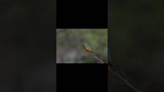 Precision, patience, and nature’s brilliance—the✨️ Common Kingfisher✨️ captured in its purest form.🐦