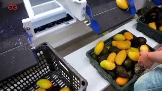 Avocado And Mango Washing Waxing And Grading Processing Line