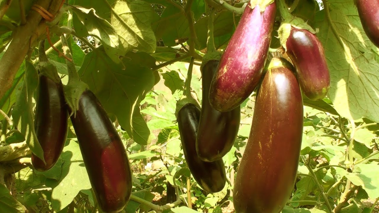 Growing Eggplant How To Start Brinjal Farming Commercially YouTube