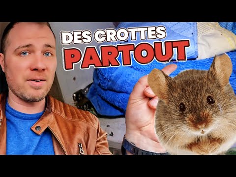 Souris chez une dame âgée : mon piégeage sans poison filmé
