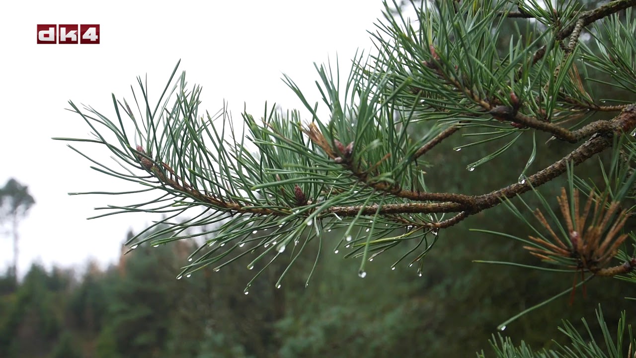 Til fods i naturen ... Rundt om Syvårssørne
