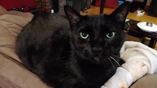 Clinton the cat
