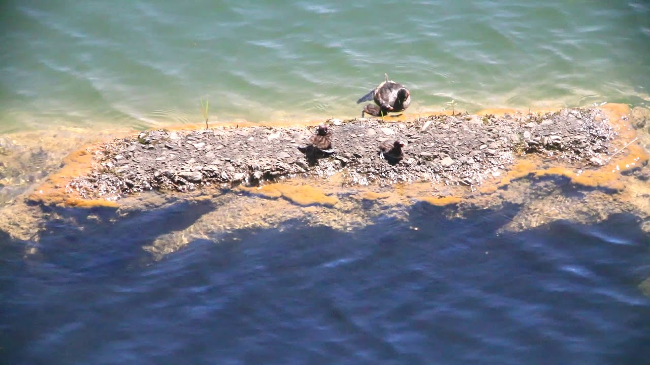 The Little Grebe breeding babies outside the nest ，小鸊鷉巢外育雛