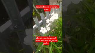 Download Lagu apa yang bisa kita sombongkan..... #katakatabijakalibinabuthalib MP3