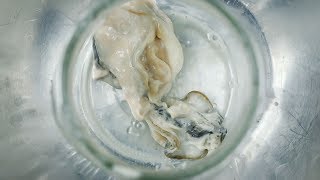 Why there are plastics in Pacific Northwest shellfish by EarthFixMedia 42,031 views 6 years ago 6 minutes, 21 seconds