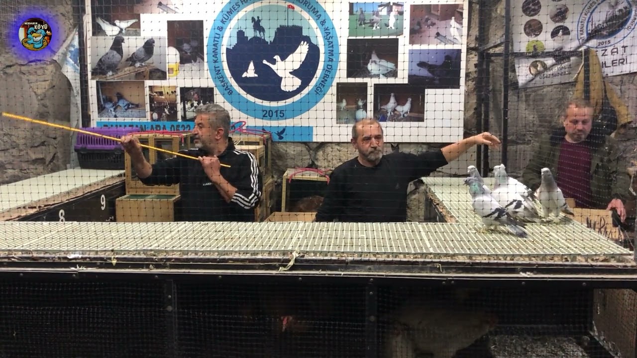 İSPENÇ-HİNT- KALİTELİ KÖY TAVUK   HOROZ İHALESİ ANKARA 2024 012