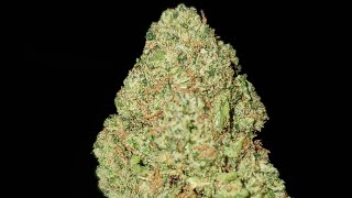 DYNASTY O.G STRAIN WAKE AND BAKE STYLE