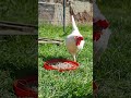 sunny 🌞 afternoon with the chickens 🐔  listen to the birds 🐦  #chicken #chickens