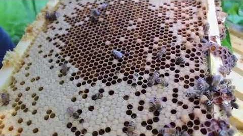 Observation Hive Setup