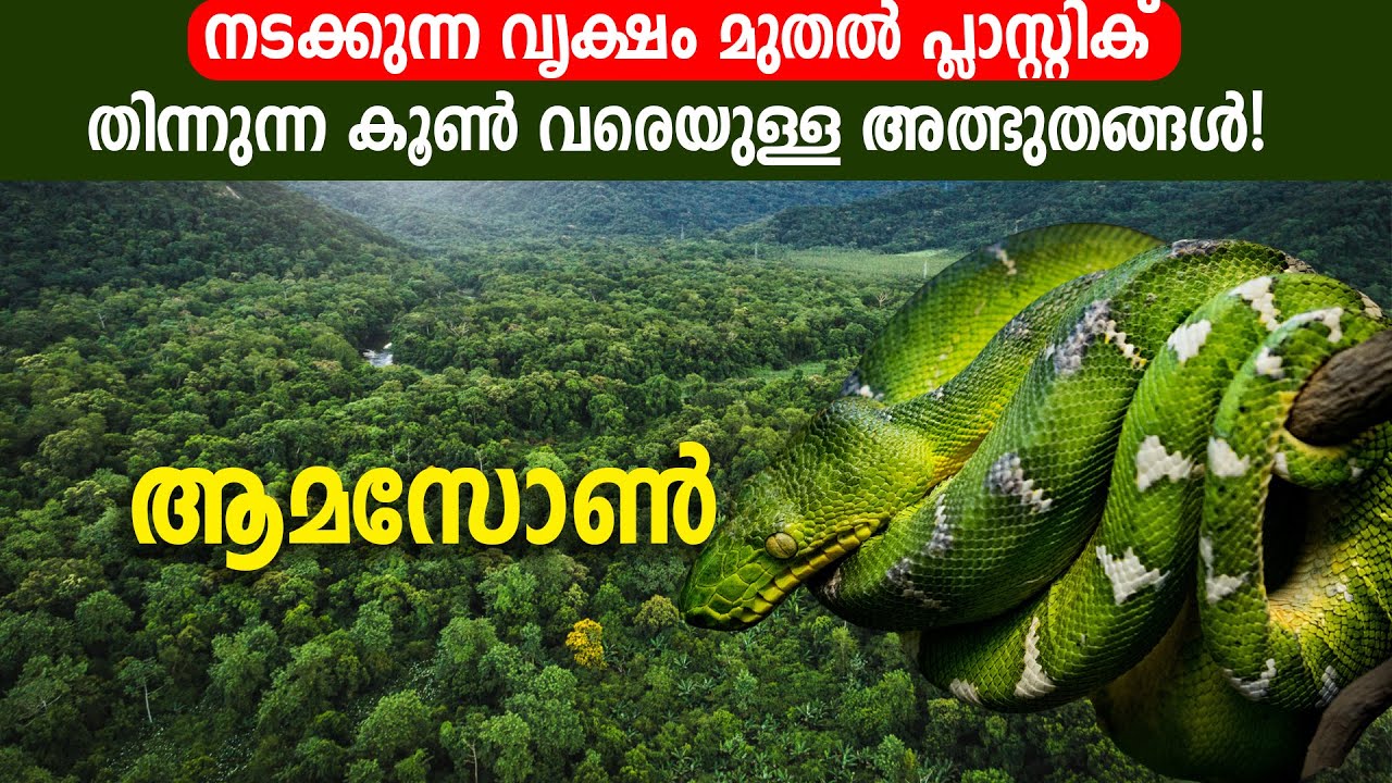 ഭൂമിയുടെ ശ്വാസകോശം എന്ന് വിശേഷിപ്പിക്കുന്ന ആമസോൺ മഴക്കാടുകൾ | Amazon Forest in Malayalam