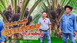 ปลูกปาล์มพันธุ์ยูนิวานิช บนที่ดอน ทะลายใหญ่ ผลผลิตดี  l UNIVANICHOILPALMSEEDS