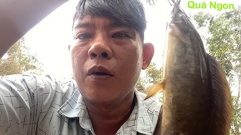 Tiếp tục Hành Trình Câu Cá rô đồng Trê vàng Bình Hoà Nam Đức Huệ . Long An