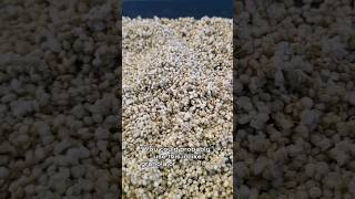 Rice, Quinoa, And Other Grains